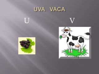 U V