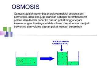 OSMOSIS
Osmosis adalah perembesan pelarut melalui selaput semi
permeabel, atau bisa juga diartikan sebagai perembesan zat
pelarut dari daerah encer ke daerah pekat hingga terjadi
keseimbangan. Hasilnya adalah volume daerah encer menjadi
berkurang dan volume daerah pekat menjadi bertambah
 