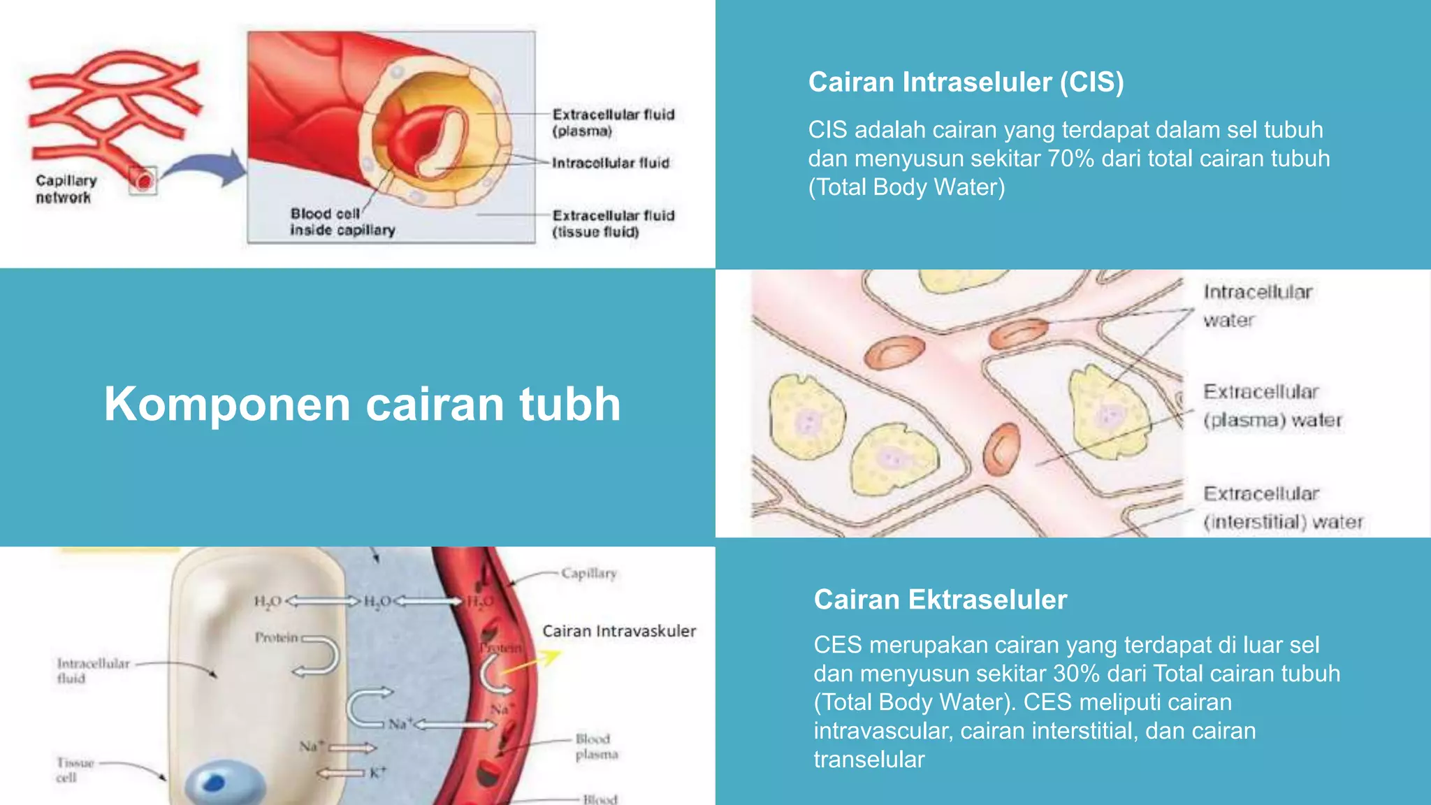 Cairan dan elektrolit | PPTX