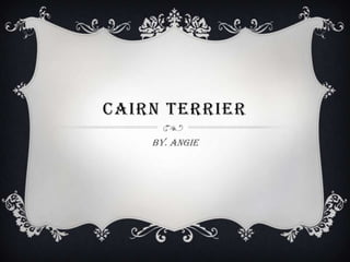 CAIRN TERRIER
    By. Angie
 