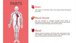 Comprehensive Overview of the Cardiovascular System: Heart, Blood, and ...