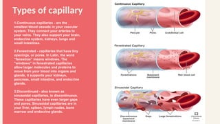 Comprehensive Overview of the Cardiovascular System: Heart, Blood, and ...