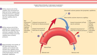 Comprehensive Overview of the Cardiovascular System: Heart, Blood, and ...