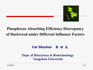 Cai Shumei  蔡 树 美 Phosphorus Absorbing Efficiency Discrepancy  of Duckweed under Different Influence Factors  Dept. of Bioscience & Biotechnology  Yangzhou University 