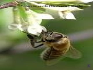 This bee is sucking nectar. It takes the nectar to the bee hive.