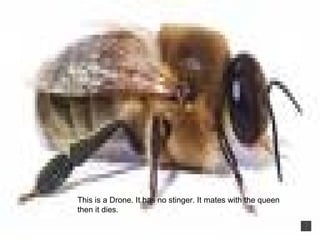 This is a Drone. It has no stinger. It mates with the queen then it dies.
