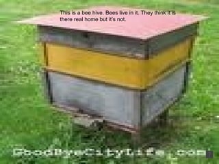 This is a bee hive. Bees live in it. They think it is there real home but it’s not.