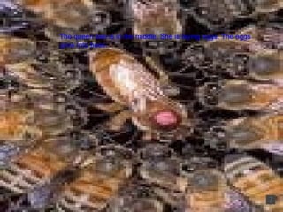 The queen bee is in the middle. She is laying eggs . The eggs grow into bees.