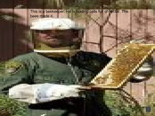 This is a beekeeper. He is holding cells full of nectar. The bees made it.