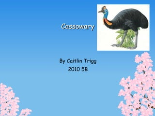Cassowary By Caitlin Trigg 2010 5B 