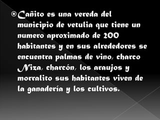  Cañito es una vereda del
 municipio de vetulia que tiene un
 numero aproximado de 200
 habitantes y en sus alrededores se
 encuentra palmas de vino, charco
 Niza, charcón, los araujos y
 morralito sus habitantes viven de
 la ganadería y los cultivos.
 