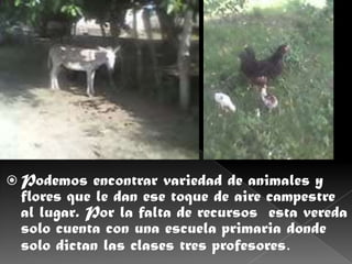  Podemos   encontrar variedad de animales y
 flores que le dan ese toque de aire campestre
 al lugar. Por la falta de recursos esta vereda
 solo cuenta con una escuela primaria donde
 solo dictan las clases tres profesores.
 