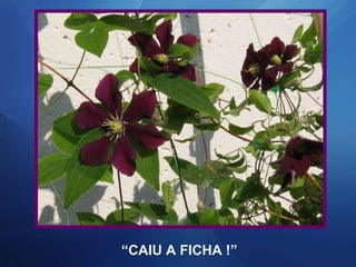 “ CAIU A FICHA !” 