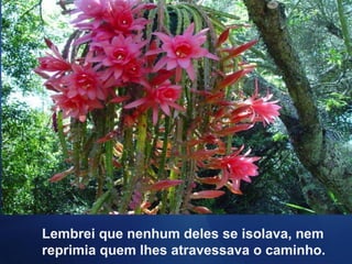 Lembrei que nenhum deles se isolava, nem
reprimia quem lhes atravessava o caminho.
 