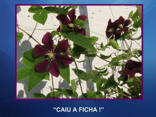 “CAIU A FICHA !”
 