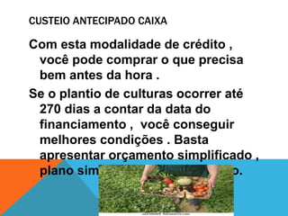 CUSTEIO ANTECIPADO CAIXA
Com esta modalidade de crédito ,
você pode comprar o que precisa
bem antes da hora .
Se o plantio de culturas ocorrer até
270 dias a contar da data do
financiamento , você conseguir
melhores condições . Basta
apresentar orçamento simplificado ,
plano simples ou projeto técnico.
 