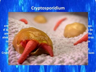Quanto aos resultados obtidos neste trabalho, apenas 3 dos
entrevistados afirmaram que fazem a limpeza anual de suas caixas
d`água. Dado preocupante, considerando que em todos os locais de
amostras positivas, os moradores afirmaram não prestarem muita
atenção a limpeza de suas caixas d`água, enquanto que nas amostras
coletadas onde a limpeza correta foi efetuada recentemente, os
resultados parasitológicos foram negativos.
Dentre os parasitos encontrados neste trabalho, destacou-se o
Cryptosporidium sp, devido ao índice elevado de contaminação e suas
características patogênicas.
Cryptosporidium
 