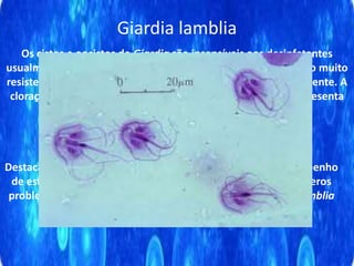 Giardia lamblia
Os cistos e oocistos de Giardia são insensíveis aos desinfetantes
usualmente utilizados no tratamento de água os seus cistos são muito
resistentes, permanecendo viáveis por até dois meses no ambiente. A
cloração da água, bem como o seu aquecimento até 60Cº, apresenta
baixa eficácia em sua inativação
Destaca-se que, alguns pesquisadores, ao estudarem o desempenho
de estações de tratamento de água, demonstraram que inúmeros
problemas operacionais podem favorecer a presença de G. lamblia
em água proveniente destas estações
 