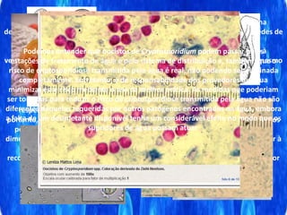 Entre os problemas operacionais destacam-se deficiências na filtração e na
desinfecção. Discutem, ainda, a possibilidade de contaminação da água nas redes de
distribuição (20). SOARES (21), por sua vez, mostram a
vulnerabilidade dos sistemas coletivos de abastecimento de água quanto à
veiculação de cistos de G. lamblia e de oocistos de Cryptosporidium parvum, mesmo
na presença de estações de tratamento de água convencionais.
Cistos de Giardia e oocistos de Cryptosporidium apresentam,
respectivamente, dimensões de aproximadamente 8-15 mm e 4-6 mm. São,
portanto, potencial e significativamente removíveis por filtração. Apesar de ambos
possuírem características similares de sedimentação e filtração, pelas próprias
dimensões, a remoção de oocistos de Cryptosporidium por filtração é algo inferior à
de cistos de Giardia. Entretanto, Giardia e Cryptosporidium são organismos
reconhecidamente resistentes à cloração e a eficiência da remoção de oocistos por
desinfecção ainda é pouco conhecida.
Podemos entender que oocistos de Cryptosporidium podem passar pelas
estações de tratamento de água e pelo sistema de distribuição e, também, que o
risco de criptosporidiose transmitida pela água é real, não podendo ser eliminada
completamente. Entretanto, é de responsabilidade dos provedores de água
minimizar esse risco mediante o uso da melhor prática. As medidas que poderiam
ser tomadas para reduzir o risco de criptosporidiose transmitida pela água não são
diferentes daquelas requeridas por outros patógenos encontrados na água, embora
a falta de um desinfetante disponível tenha um considerável efeito no modo que os
supridores de água possam atuar.
 