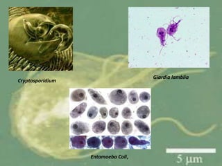 Entamoeba Coli,
Cryptosporidium
Giardia lamblia
 