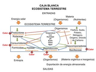 Ecosistemas terrestres (Modelo de caja blanca y caja negra)
