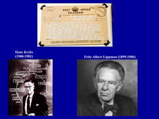 Fritz Albert Lippman (1899-1986)
Hans Krebs
(1900-1981)
 