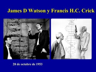 James D Watson y Francis H.C. CrickJames D Watson y Francis H.C. Crick
28 de octubre de 195328 de octubre de 1953
 