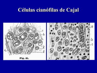 Células cianófilas de CajalCélulas cianófilas de Cajal
 
