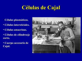 • Células plasmáticas.Células plasmáticas.
• Células intersticiales.Células intersticiales.
• Células amacrinas.Células amacrinas.
• Células de cilindroejeCélulas de cilindroeje
corto.corto.
• Cuerpo accesorio deCuerpo accesorio de
Cajal.Cajal.
Células de CajalCélulas de Cajal
 
