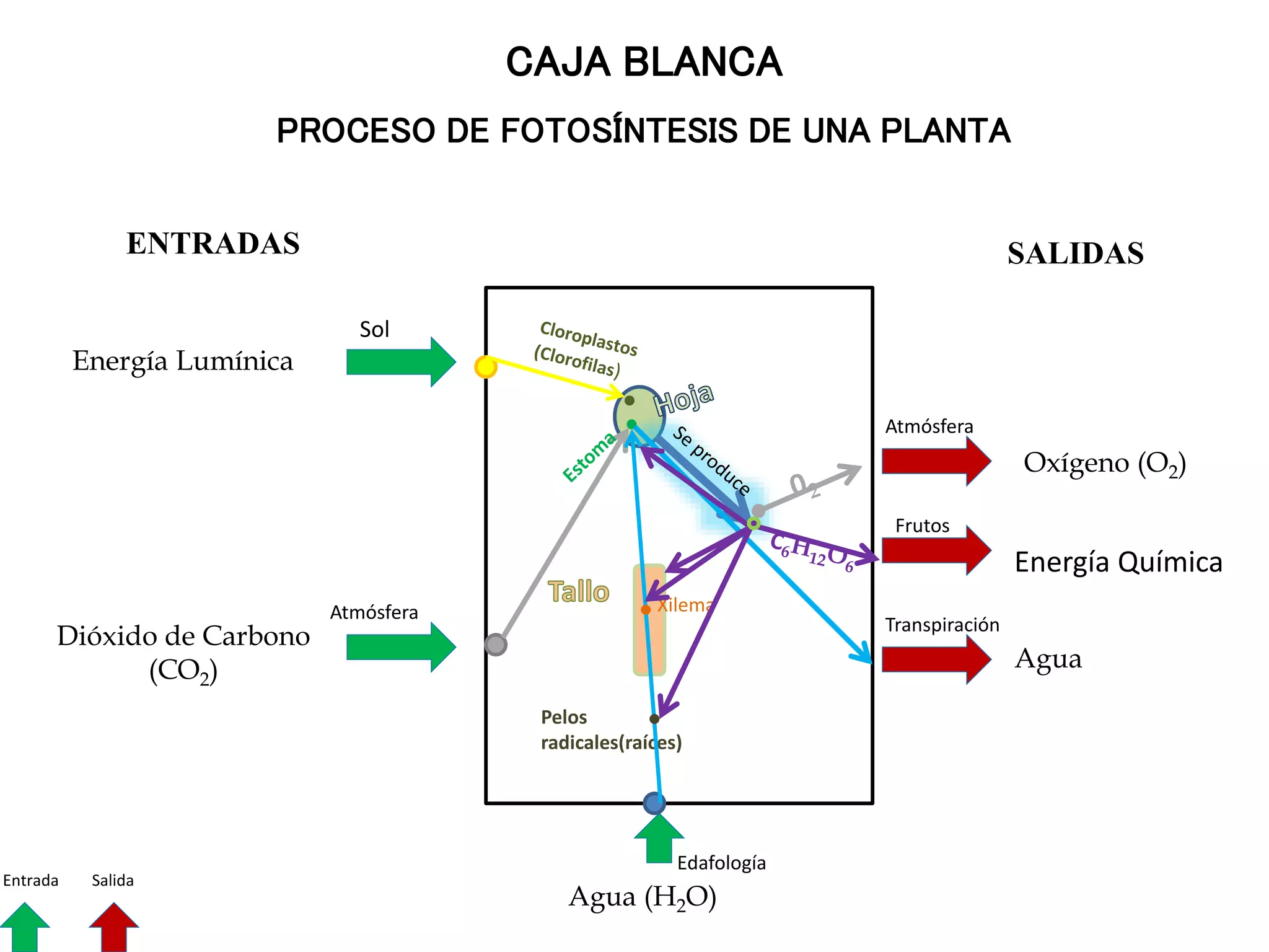 Fotosíntesis de una planta (Modelo de caja blanca y caja negra)