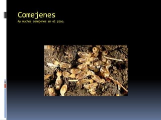 ComejenesAy muchoscomejenes en el piso.