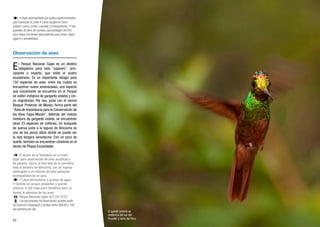2322
• Vaya acompañado por guías experimentados
que conozcan la zona • Lleve equipo en buen
estado: casco, arnés, cuerdas y mosquetones. • Use
guantes de lana sin puntas, que protegen del frío
pero dejan los dedos descubiertos para tener mejor
agarre y sensibilidad.
Observación de aves
El Parque Nacional Cajas es un destino
obligatorio para todo “pajarero”, prin-
cipiante o experto, que visite el austro
ecuatoriano. Es un importante refugio para
150 especies de aves, entre las cuales se
encuentran nueve amenazadas, una especie
que únicamente se encuentra en el Parque
(el colibrí metalura de garganta violeta) y cin-
co migratorias. Por eso, junto con el vecino
Bosque Protector de Mazán, forma parte del
“Área de Importancia para la Conservación de
las Aves Cajas-Mazán”. Además del vistoso
metalura de garganta violeta, se encuentran
otras 23 especies de colibríes. Un bosquete
de quinua junto a la laguna de Illincocha es
uno de los pocos sitios donde se puede ver
la rara tangara xenodacnis. Con un poco de
suerte, también se encuentran cóndores en el
sector de Playas Encantadas.
El sector de la Toreadora es un buen
lugar para observación de aves acuáticas y
de páramo. Cerca, al otro lado de la carretera,
está el sendero de Illincocha, con un ingreso
restringido a un máximo de ocho personas
acompañadas de un guía.
• Lleve binoculares a prueba de agua.
• Camine en grupos pequeños y guarde
silencio. • Use ropa poco llamativa para no
llamar la atención de las aves.
Parque Nacional Cajas: (07) 237 0127
Las excursiones de observación pueden partir
de Cuenca o Guayaquil y oscilan entre US$ 60 y 100
por persona por día.
El quinde arcoíris es
endémico del sur del
Ecuador y norte del Perú.
 