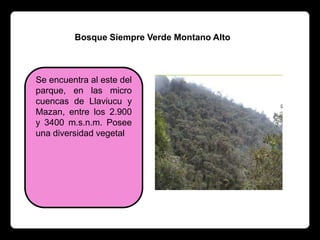 Bosque Siempre Verde Montano Alto



Se encuentra al este del
parque, en las micro
cuencas de Llaviucu y
Mazan, entre los 2.900
y 3400 m.s.n.m. Posee
una diversidad vegetal
 