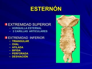 ESTERNÓNESTERNÓN
EXTREMIDAD SUPERIOREXTREMIDAD SUPERIOR
– HORQUILLA ESTERNALHORQUILLA ESTERNAL
– 2 CARILLAS ARTICULARES2 CARILLAS ARTICULARES
EXTREMIDAD INFERIOREXTREMIDAD INFERIOR
– TRIANGULARTRIANGULAR
– OVALOVAL
– AFILADAAFILADA
– BIFIDABIFIDA
– PERFORADAPERFORADA
– DESVIACIÓNDESVIACIÓN
 