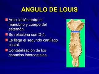ANGULO DE LOUISANGULO DE LOUIS
Articulación entre elArticulación entre el
manubrio y cuerpo delmanubrio y cuerpo del
esternón.esternón.
Se relaciona con D-4.Se relaciona con D-4.
Le llega el segundo cartílagoLe llega el segundo cartílago
costal.costal.
Contabilización de losContabilización de los
espacios intercostales.espacios intercostales.
 