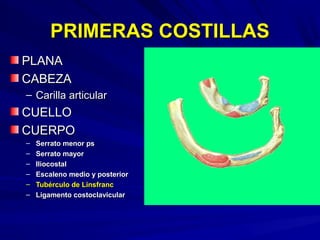 PRIMERAS COSTILLASPRIMERAS COSTILLAS
PLANAPLANA
CABEZACABEZA
– Carilla articularCarilla articular
CUELLOCUELLO
CUERPOCUERPO
– Serrato menor psSerrato menor ps
– Serrato mayorSerrato mayor
– IliocostalIliocostal
– Escaleno medio y posteriorEscaleno medio y posterior
– Tubérculo de LinsfrancTubérculo de Linsfranc
– Ligamento costoclavicularLigamento costoclavicular
 