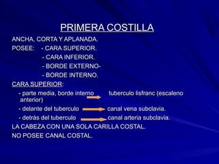 PRIMERA COSTILLAPRIMERA COSTILLA
ANCHA, CORTA Y APLANADA.ANCHA, CORTA Y APLANADA.
POSEE: - CARA SUPERIOR.POSEE: - CARA SUPERIOR.
- CARA INFERIOR.- CARA INFERIOR.
- BORDE EXTERNO-- BORDE EXTERNO-
- BORDE INTERNO.- BORDE INTERNO.
CARA SUPERIORCARA SUPERIOR::
- parte media, borde interno tuberculo lisfranc (escaleno- parte media, borde interno tuberculo lisfranc (escaleno
anterior)anterior)
- delante del tuberculo canal vena subclavia.- delante del tuberculo canal vena subclavia.
- detrás del tuberculo canal arteria subclavia.- detrás del tuberculo canal arteria subclavia.
LA CABEZA CON UNA SOLA CARILLA COSTAL.LA CABEZA CON UNA SOLA CARILLA COSTAL.
NO POSEE CANAL COSTAL.NO POSEE CANAL COSTAL.
 