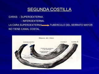 SEGUNDA COSTILLASEGUNDA COSTILLA
CARAS: - SUPEROEXTERNA.CARAS: - SUPEROEXTERNA.
- INFEROEXTERNA.- INFEROEXTERNA.
LA CARA SUPEROEXTERNA TUBERCULO DEL SERRATO MAYORLA CARA SUPEROEXTERNA TUBERCULO DEL SERRATO MAYOR
NO TIENE CANAL COSTAL.NO TIENE CANAL COSTAL.
 