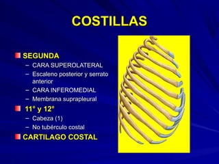 COSTILLASCOSTILLAS
SEGUNDASEGUNDA
– CARA SUPEROLATERALCARA SUPEROLATERAL
– Escaleno posterior y serratoEscaleno posterior y serrato
anterioranterior
– CARA INFEROMEDIALCARA INFEROMEDIAL
– Membrana suprapleuralMembrana suprapleural
11° y 12°11° y 12°
– Cabeza (1)Cabeza (1)
– No tubérculo costalNo tubérculo costal
CARTILAGO COSTALCARTILAGO COSTAL
 