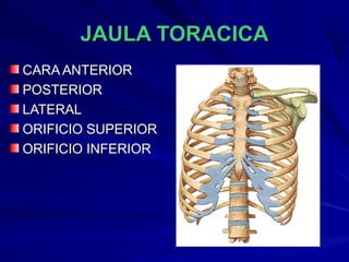 JAULA TORACICAJAULA TORACICA
CARA ANTERIORCARA ANTERIOR
POSTERIORPOSTERIOR
LATERALLATERAL
ORIFICIO SUPERIORORIFICIO SUPERIOR
ORIFICIO INFERIORORIFICIO INFERIOR
 