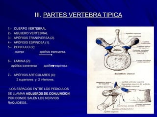 III.III. PARTES VERTEBRA TIPICAPARTES VERTEBRA TIPICA
1.- CUERPO VERTEBRAL1.- CUERPO VERTEBRAL
2.- AGUJERO VERTEBRAL2.- AGUJERO VERTEBRAL
3.- APÓFISIS TRANSVERSA (2).3.- APÓFISIS TRANSVERSA (2).
4.- APÓFISIS ESPINOSA (1).4.- APÓFISIS ESPINOSA (1).
5.- PEDICULO (2):5.- PEDICULO (2):
cuerpo apófisis transversa.cuerpo apófisis transversa.
6.- LAMINA (2):6.- LAMINA (2):
apófisis transversa apófisis espinosaapófisis transversa apófisis espinosa
7.- APÓFISIS ARTICULARES (4):7.- APÓFISIS ARTICULARES (4):
2 superiores y 2 inferiores.2 superiores y 2 inferiores.
LOS ESPACIOS ENTRE LOS PEDICULOSLOS ESPACIOS ENTRE LOS PEDICULOS
SE LLAMANSE LLAMAN AGUJEROS DE CONJUNCIONAGUJEROS DE CONJUNCION
POR DONDE SALEN LOS NERVIOSPOR DONDE SALEN LOS NERVIOS
RAQUIDEOS..RAQUIDEOS..
 