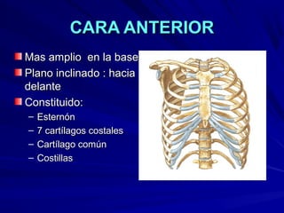 CARA ANTERIORCARA ANTERIOR
Mas amplio en la baseMas amplio en la base
Plano inclinado : haciaPlano inclinado : hacia
delantedelante
Constituido:Constituido:
– EsternónEsternón
– 7 cartílagos costales7 cartílagos costales
– Cartílago comúnCartílago común
– CostillasCostillas
 