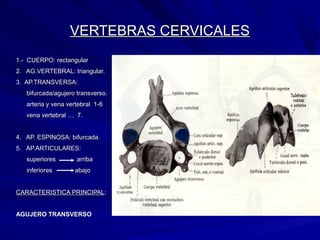 VERTEBRAS CERVICALESVERTEBRAS CERVICALES
1.- CUERPO: rectangular1.- CUERPO: rectangular
2. AG.VERTEBRAL: triangular.2. AG.VERTEBRAL: triangular.
3. AP.TRANSVERSA:3. AP.TRANSVERSA:
bifurcada/agujero transverso.bifurcada/agujero transverso.
arteria y vena vertebral 1-6arteria y vena vertebral 1-6
vena vertebral … 7.vena vertebral … 7.
4. AP. ESPINOSA: bifurcada.4. AP. ESPINOSA: bifurcada.
5. AP.ARTICULARES:5. AP.ARTICULARES:
superiores arribasuperiores arriba
inferiores abajoinferiores abajo
CARACTERISTICA PRINCIPALCARACTERISTICA PRINCIPAL::
AGUJERO TRANSVERSOAGUJERO TRANSVERSO
 