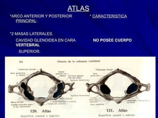 ATLASATLAS
*ARCO ANTERIOR Y POSTERIOR **ARCO ANTERIOR Y POSTERIOR * CARACTERISTICACARACTERISTICA
PRINCIPALPRINCIPAL::
*2 MASAS LATERALES.*2 MASAS LATERALES.
• CAVIDAD GLENOIDEA EN CARACAVIDAD GLENOIDEA EN CARA NO POSEE CUERPONO POSEE CUERPO
VERTEBRALVERTEBRAL
SUPERIOR.SUPERIOR.
 