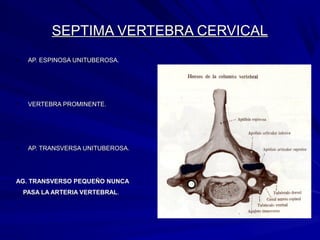 SEPTIMA VERTEBRA CERVICALSEPTIMA VERTEBRA CERVICAL
• AP. ESPINOSA UNITUBEROSA.AP. ESPINOSA UNITUBEROSA.
• VERTEBRA PROMINENTE.VERTEBRA PROMINENTE.
• AP. TRANSVERSA UNITUBEROSA.AP. TRANSVERSA UNITUBEROSA.
AG. TRANSVERSO PEQUEÑO NUNCAAG. TRANSVERSO PEQUEÑO NUNCA
PASA LA ARTERIA VERTEBRALPASA LA ARTERIA VERTEBRAL..
 