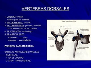 VERTEBRAS DORSALESVERTEBRAS DORSALES
1.1. CUERPOCUERPO: circular: circular
carillas para las costillas.carillas para las costillas.
2.2. AG. VERTEBRALAG. VERTEBRAL: circular.: circular.
3.3. AP. TRANSVERSAAP. TRANSVERSA: grandes, articular: grandes, articular
con la tuberosidad de las costillas.con la tuberosidad de las costillas.
4.4. AP. ESPINOSAAP. ESPINOSA: hacia abajo.: hacia abajo.
5.5. AP. ARTICULARESAP. ARTICULARES::
superiores atrássuperiores atrás
inferiores adelanteinferiores adelante
PRINCIPAL CARACTERISTICAPRINCIPAL CARACTERISTICA::
CARILLAS ARTICULARES PARA LASCARILLAS ARTICULARES PARA LAS
COSTILLAS.COSTILLAS.
4 EN EL CUERPO4 EN EL CUERPO
2 APOF. TRANSVERSAS.2 APOF. TRANSVERSAS.
 