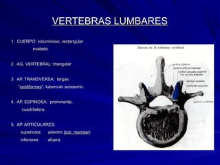 VERTEBRAS LUMBARESVERTEBRAS LUMBARES
1. CUERPO: voluminoso, rectangular1. CUERPO: voluminoso, rectangular
ovalado.ovalado.
2. AG. VERTEBRAL: triangular2. AG. VERTEBRAL: triangular
3. AP. TRANSVERSA: largas3. AP. TRANSVERSA: largas
““costiformescostiformes”, tuberculo accesorio.”, tuberculo accesorio.
4. AP. ESPINOSA: prominente,4. AP. ESPINOSA: prominente,
cuadrilatera.cuadrilatera.
5. AP. ARTICULARES:5. AP. ARTICULARES:
superiores adentrosuperiores adentro (tub. mamilar(tub. mamilar))
inferiores afuerainferiores afuera
 