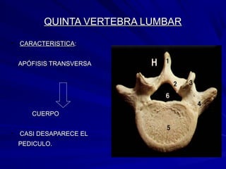 QUINTA VERTEBRA LUMBARQUINTA VERTEBRA LUMBAR
• CARACTERISTICACARACTERISTICA::
APÓFISIS TRANSVERSAAPÓFISIS TRANSVERSA
CUERPOCUERPO
• CASI DESAPARECE ELCASI DESAPARECE EL
PEDICULO.PEDICULO.
 