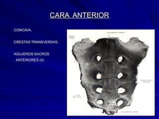 CARA ANTERIORCARA ANTERIOR
• CONCAVA.CONCAVA.
• CRESTAS TRANSVERSAS.CRESTAS TRANSVERSAS.
• AGUJEROS SACROSAGUJEROS SACROS
ANTERIORES (4)ANTERIORES (4)
 