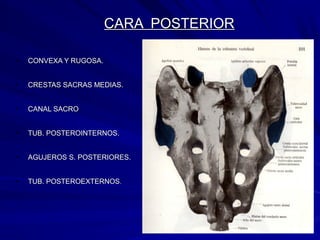 CARA POSTERIORCARA POSTERIOR
• CONVEXA Y RUGOSA.CONVEXA Y RUGOSA.
• CRESTAS SACRAS MEDIAS.CRESTAS SACRAS MEDIAS.
• CANAL SACROCANAL SACRO
• TUB. POSTEROINTERNOS.TUB. POSTEROINTERNOS.
• AGUJEROS S. POSTERIORES.AGUJEROS S. POSTERIORES.
• TUB. POSTEROEXTERNOSTUB. POSTEROEXTERNOS..
 